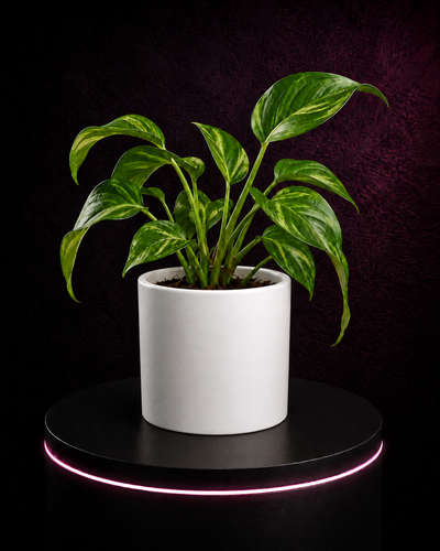 Blumentopf PureLine