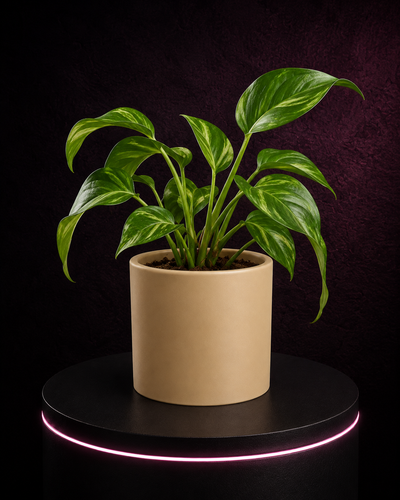Blumentopf PureLine