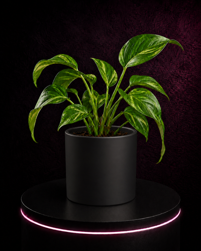 Blumentopf PureLine