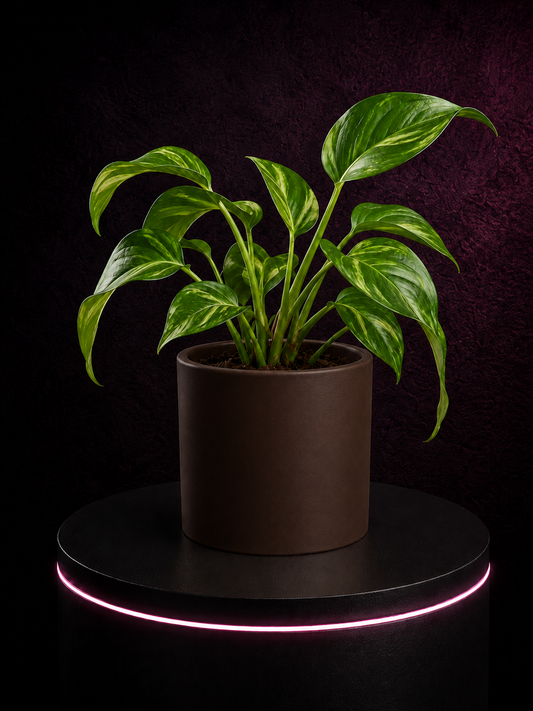 Blumentopf PureLine